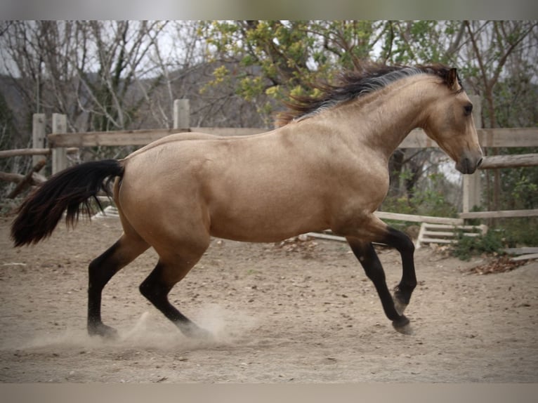 PRE Croisé Étalon 3 Ans 160 cm Buckskin in Valencia