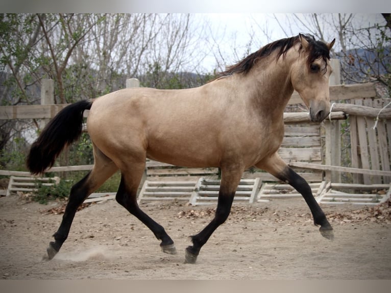 PRE Croisé Étalon 3 Ans 160 cm Buckskin in Valencia