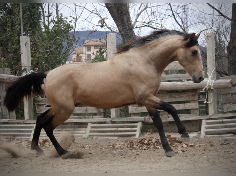 PRE Croisé Étalon 3 Ans 160 cm Buckskin in Valencia