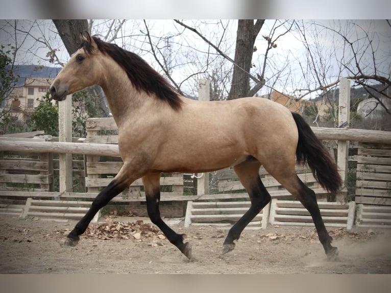 PRE Croisé Étalon 3 Ans 160 cm Buckskin in Valencia