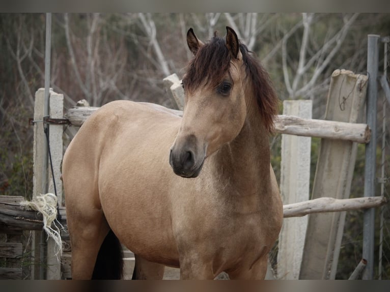 PRE Croisé Étalon 3 Ans 160 cm Buckskin in Valencia