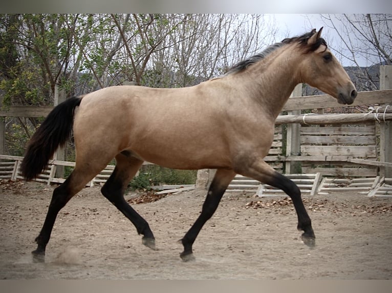 PRE Croisé Étalon 3 Ans 160 cm Buckskin in Valencia