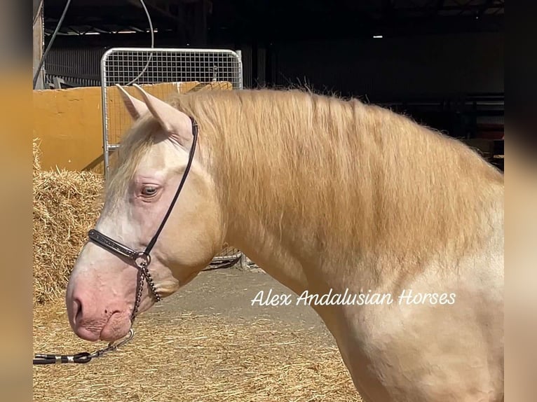 PRE Croisé Étalon 3 Ans 160 cm Cremello in Sevilla