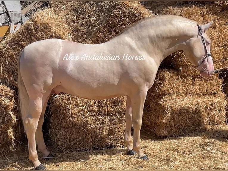 PRE Croisé Étalon 3 Ans 160 cm Cremello in Sevilla