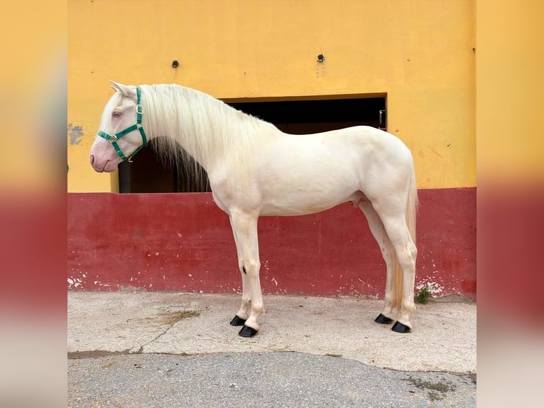 PRE Croisé Étalon 3 Ans 160 cm Cremello in Terrassa