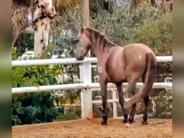 PRE Croisé Étalon 3 Ans 160 cm Gris (bai-dun) in Sevilla