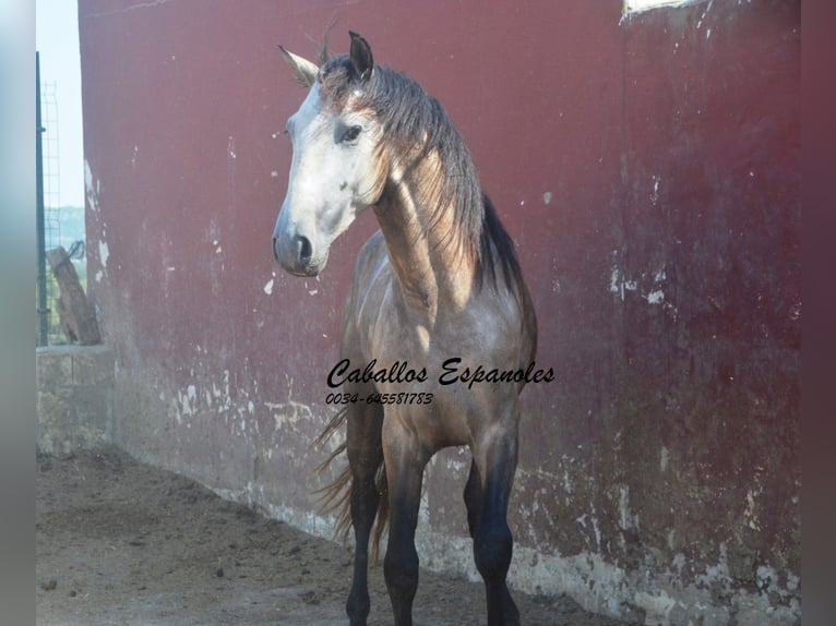 PRE Croisé Étalon 3 Ans 160 cm Gris (bai-dun) in Vejer de la Frontera