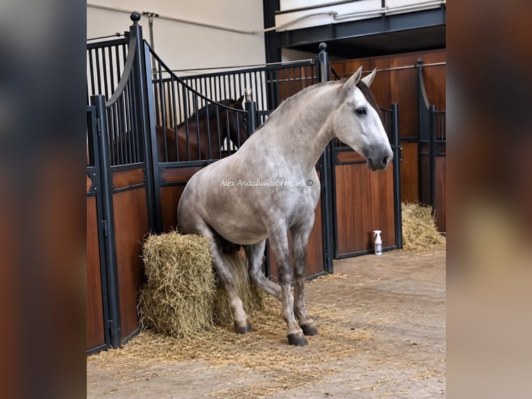 PRE Croisé Étalon 3 Ans 160 cm Gris in Sevilla