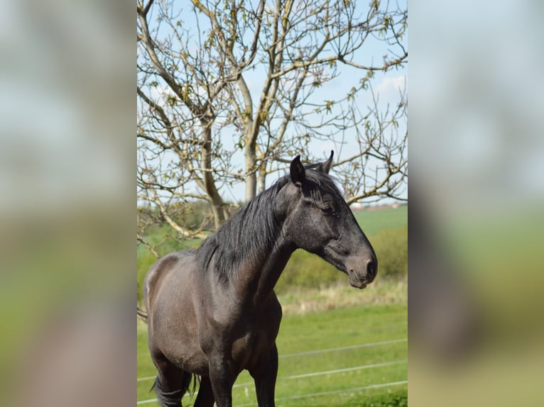 PRE Croisé Étalon 3 Ans 160 cm Gris in Kubschütz