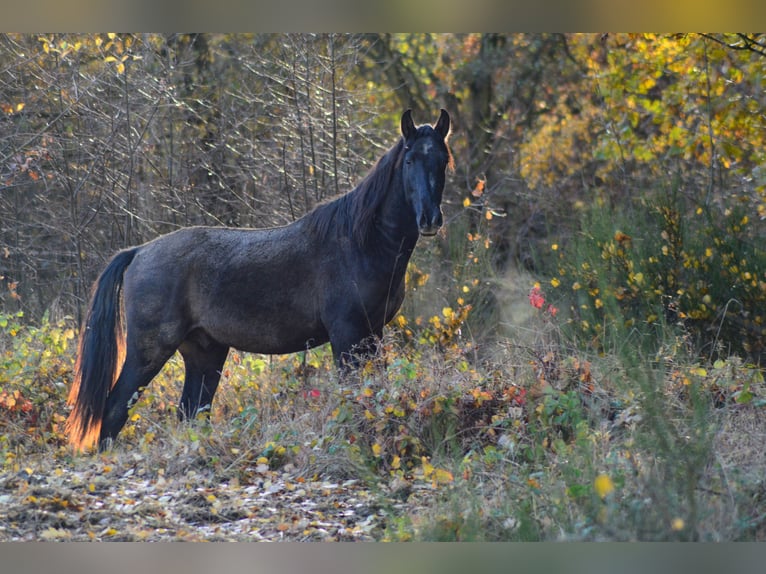 PRE Croisé Étalon 3 Ans 160 cm Gris in Kubschütz