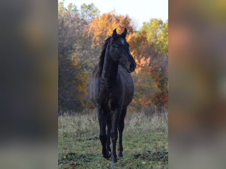 PRE Croisé Étalon 3 Ans 160 cm Gris in Kubschütz