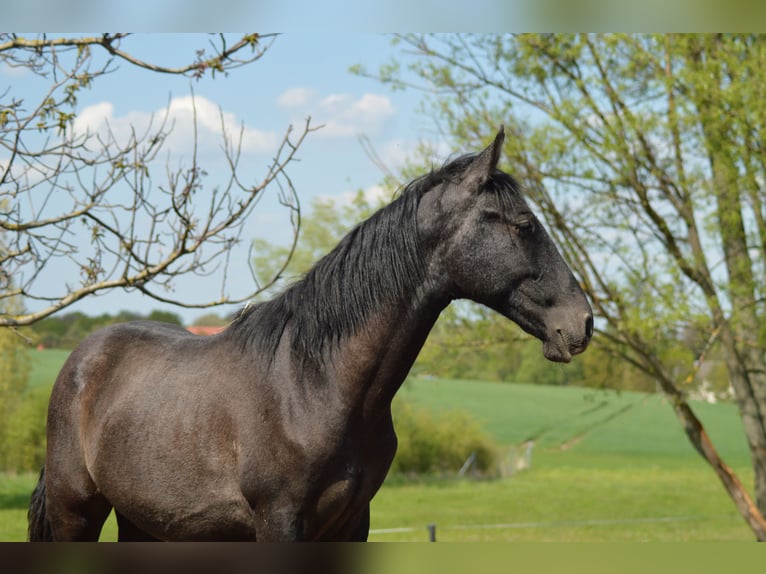 PRE Croisé Étalon 3 Ans 160 cm Gris in Kubschütz