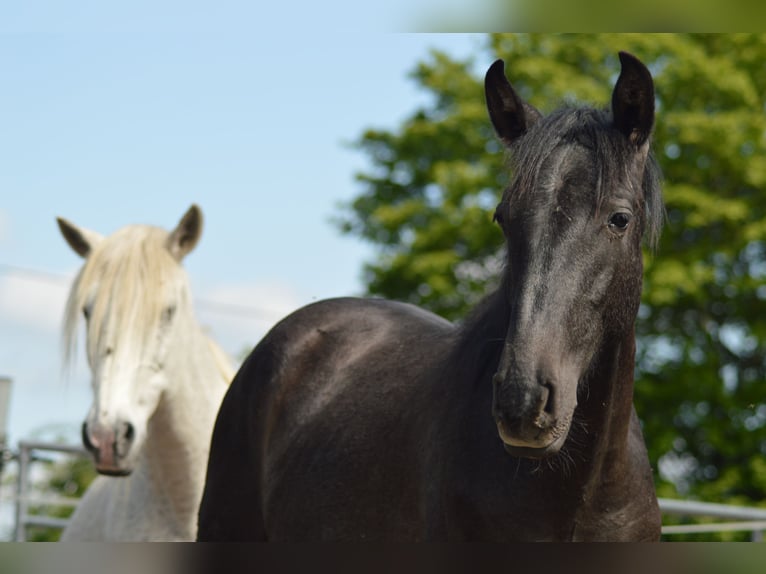 PRE Croisé Étalon 3 Ans 160 cm Gris in Kubschütz