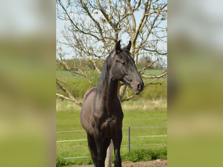 PRE Croisé Étalon 3 Ans 160 cm Gris in Kubschütz