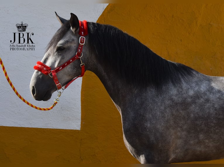 PRE Étalon 3 Ans 160 cm Gris in tabernas Almeria