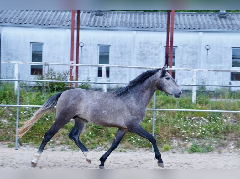 PRE Croisé Étalon 3 Ans 160 cm Gris in ArborVilamarín