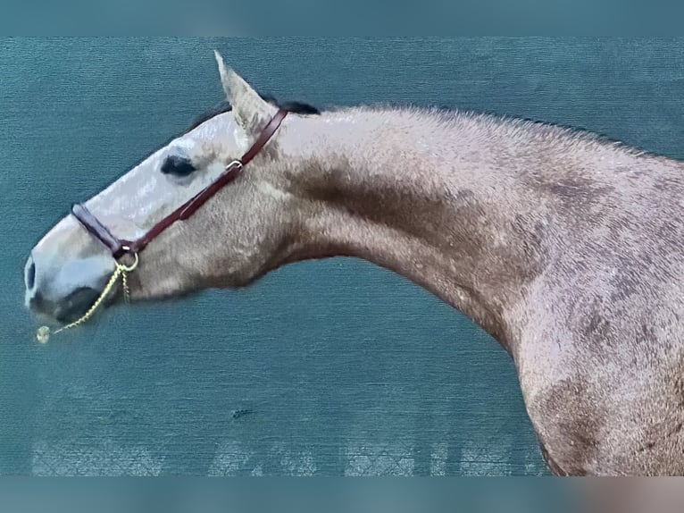 PRE Croisé Étalon 3 Ans 160 cm Gris in Gava
