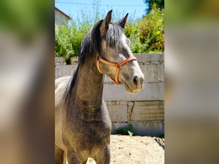 PRE Croisé Étalon 3 Ans 160 cm Gris in Vilamarín