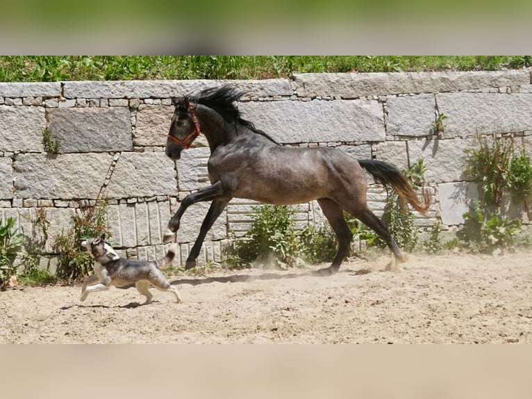 PRE Croisé Étalon 3 Ans 160 cm Gris in Vilamarín