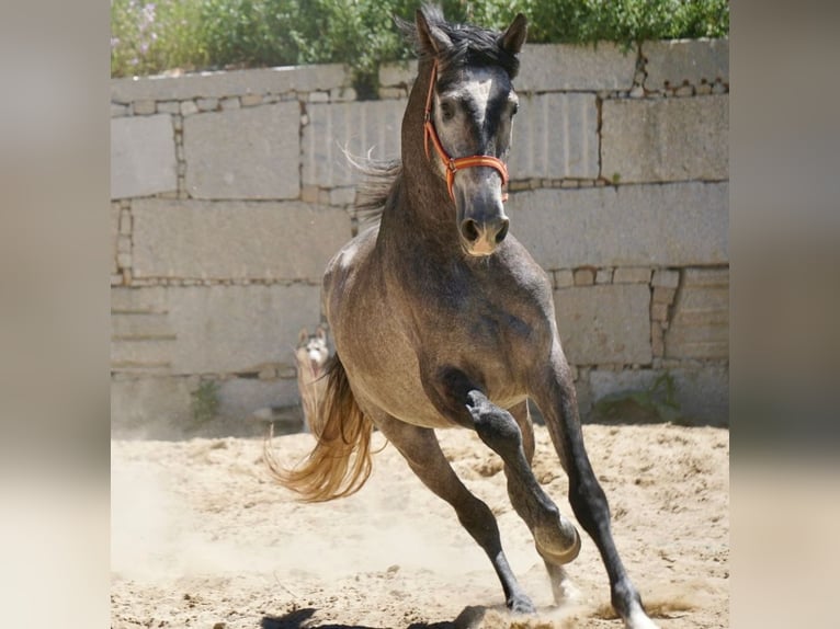 PRE Croisé Étalon 3 Ans 160 cm Gris in Vilamarín