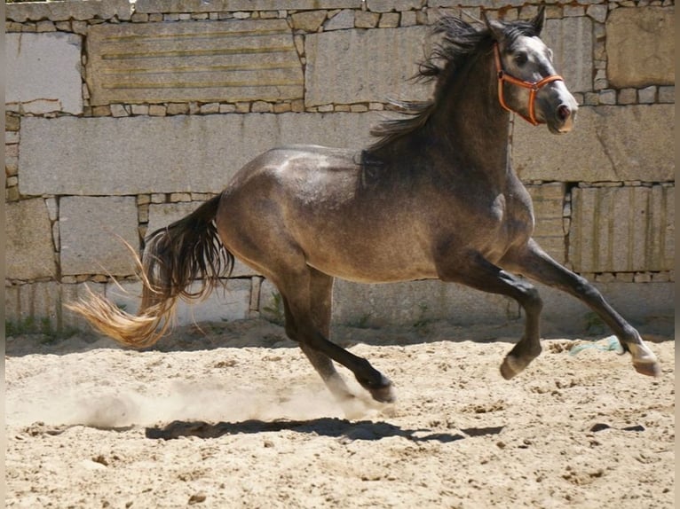 PRE Croisé Étalon 3 Ans 160 cm Gris in Vilamarín