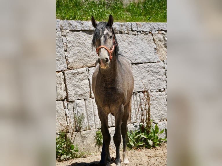 PRE Croisé Étalon 3 Ans 160 cm Gris in Vilamarín