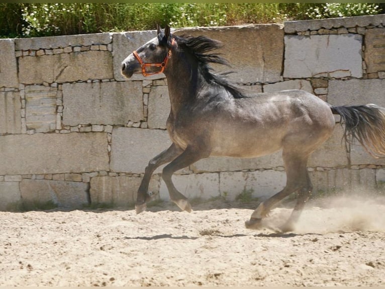 PRE Croisé Étalon 3 Ans 160 cm Gris in Vilamarín