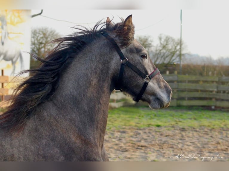 PRE Étalon 3 Ans 160 cm Gris in /Polenz