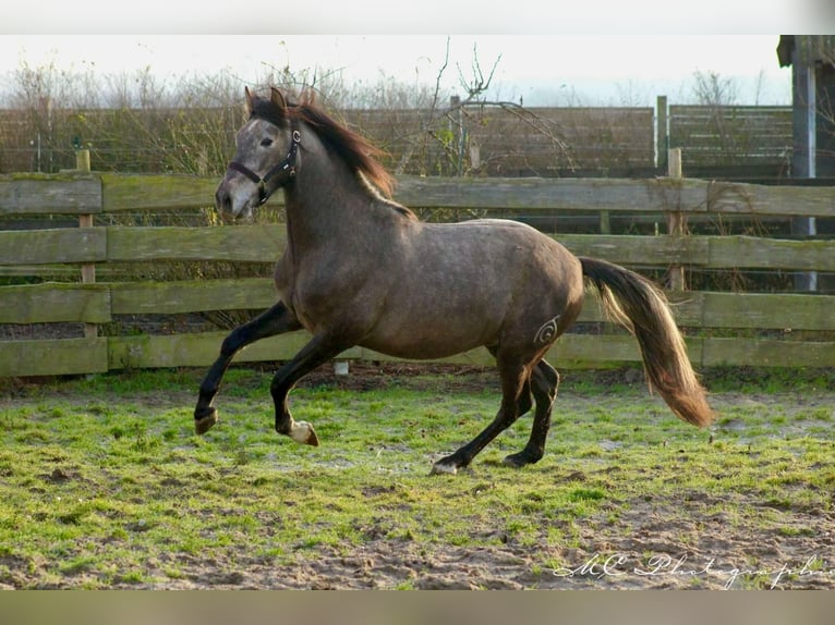 PRE Étalon 3 Ans 160 cm Gris in /Polenz