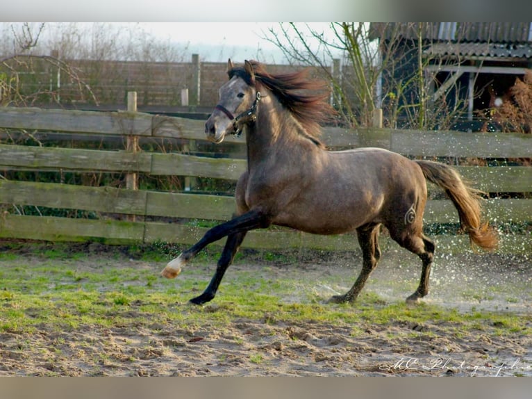 PRE Étalon 3 Ans 160 cm Gris in /Polenz