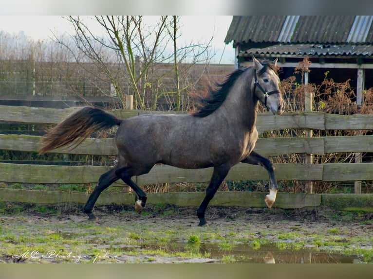 PRE Étalon 3 Ans 160 cm Gris in /Polenz