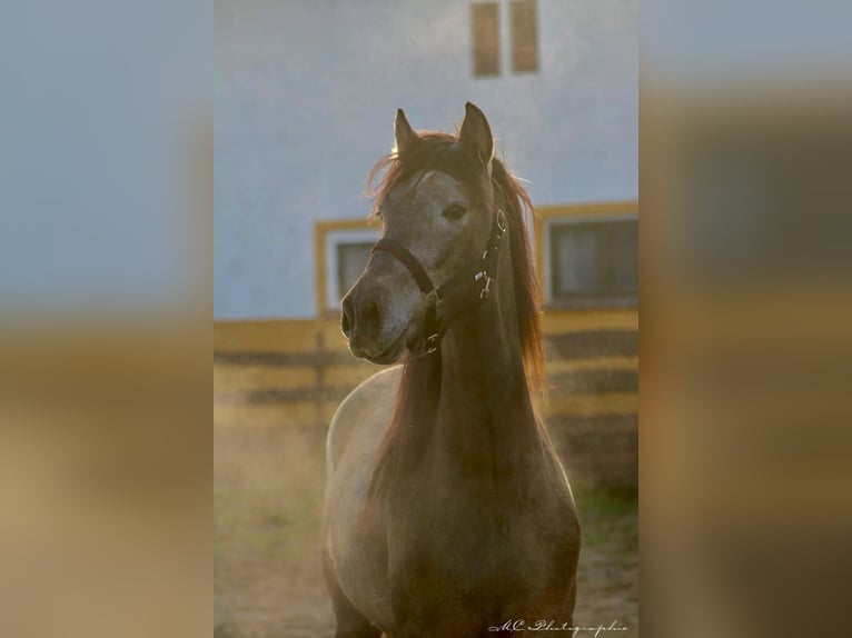 PRE Étalon 3 Ans 160 cm Gris in /Polenz