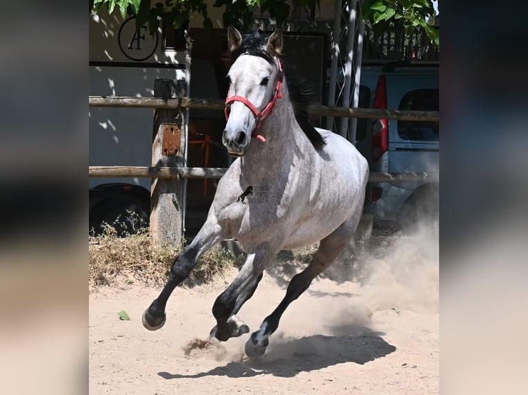 PRE Croisé Étalon 3 Ans 160 cm Gris in Mallorca