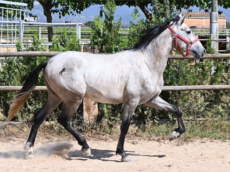 PRE Croisé Étalon 3 Ans 160 cm Gris in Mallorca