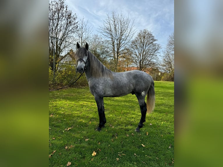 PRE Étalon 3 Ans 160 cm Gris pommelé in Filderstadt