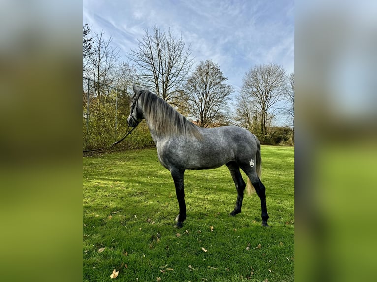 PRE Étalon 3 Ans 160 cm Gris pommelé in Filderstadt