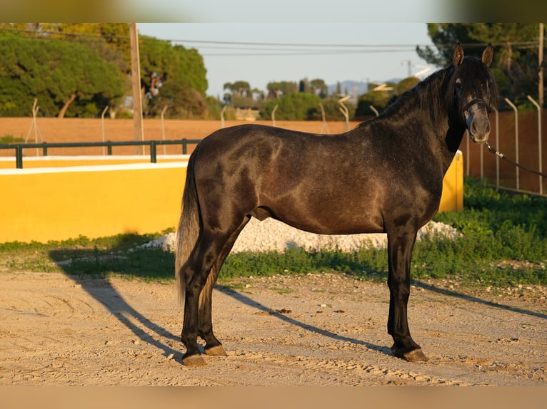 PRE Croisé Étalon 3 Ans 160 cm Gris pommelé in Hamburg