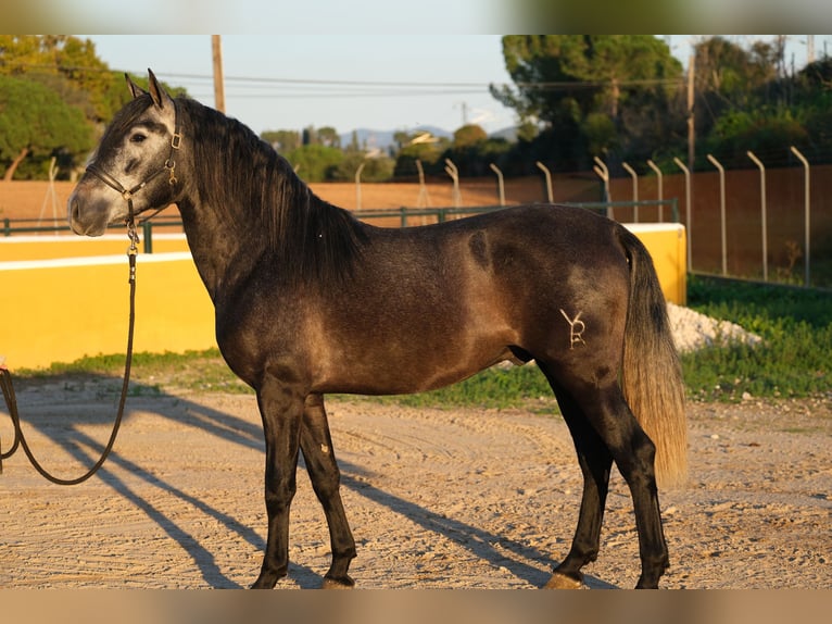 PRE Croisé Étalon 3 Ans 160 cm Gris pommelé in Hamburg