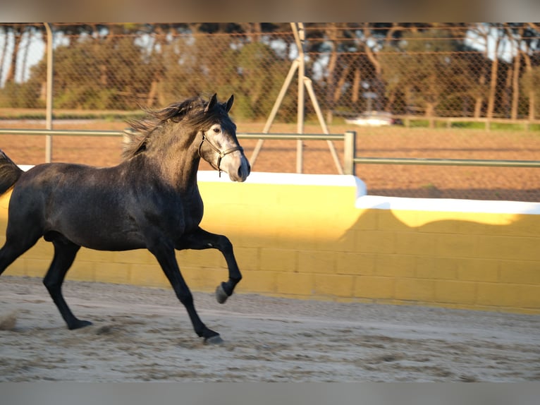 PRE Croisé Étalon 3 Ans 160 cm Gris pommelé in Hamburg