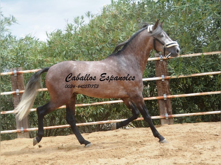 PRE Étalon 3 Ans 160 cm Gris pommelé in Vejer de la Frontera