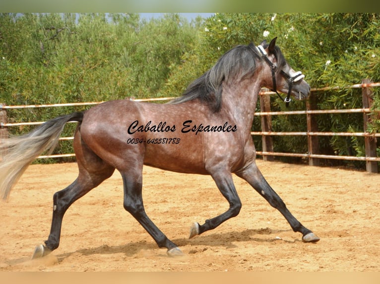 PRE Étalon 3 Ans 160 cm Gris pommelé in Vejer de la Frontera