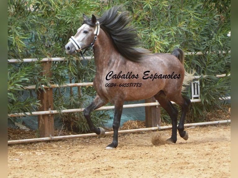 PRE Étalon 3 Ans 160 cm Gris pommelé in Vejer de la Frontera