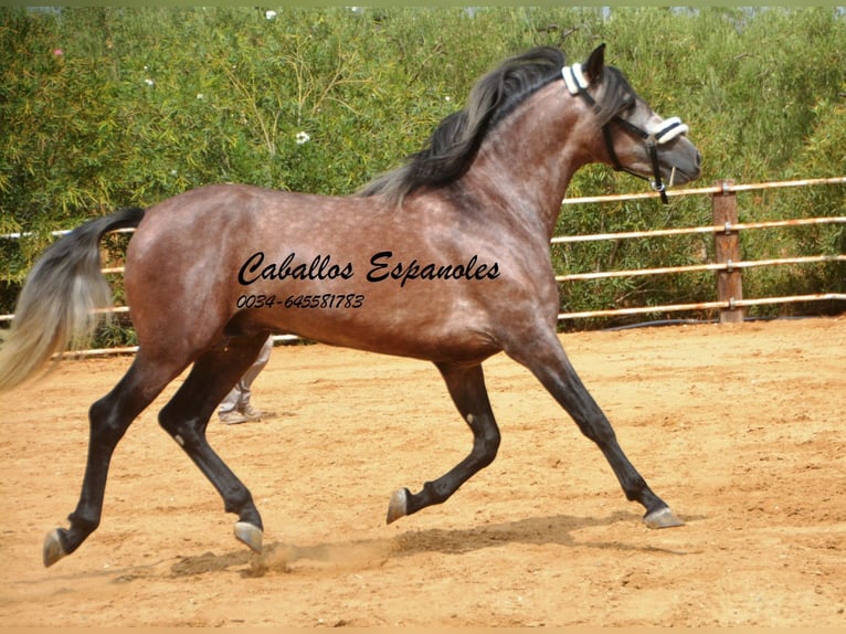 PRE Étalon 3 Ans 160 cm Gris pommelé in Vejer de la Frontera