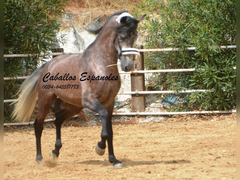 PRE Étalon 3 Ans 160 cm Gris pommelé in Vejer de la Frontera