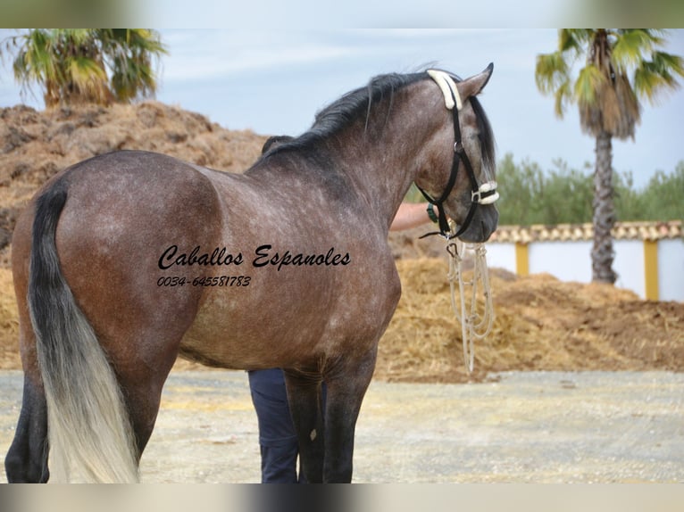 PRE Étalon 3 Ans 160 cm Gris pommelé in Vejer de la Frontera