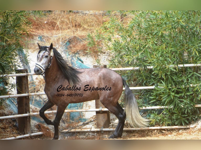 PRE Étalon 3 Ans 160 cm Gris pommelé in Vejer de la Frontera