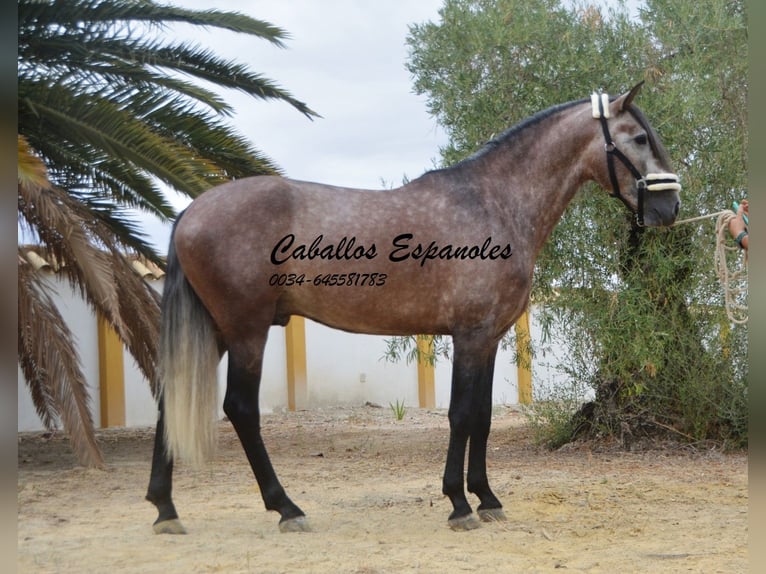 PRE Étalon 3 Ans 160 cm Gris pommelé in Vejer de la Frontera