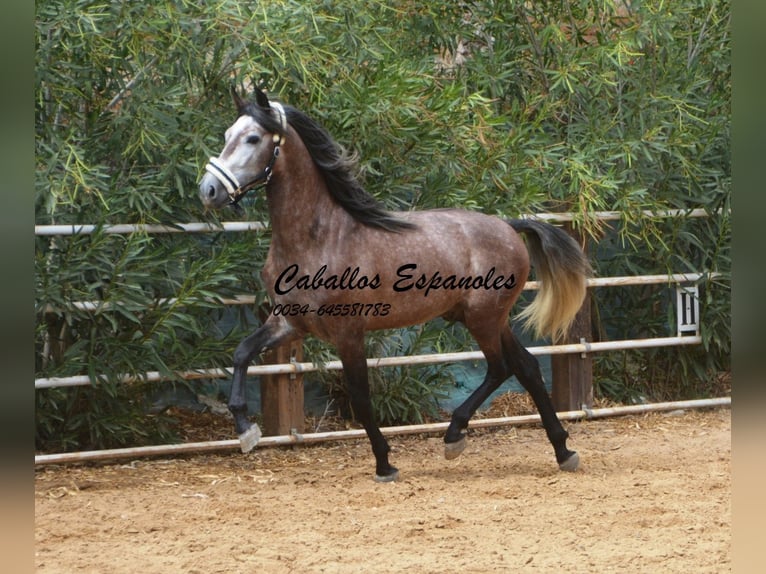 PRE Étalon 3 Ans 160 cm Gris pommelé in Vejer de la Frontera