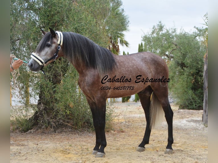 PRE Étalon 3 Ans 160 cm Gris pommelé in Vejer de la Frontera