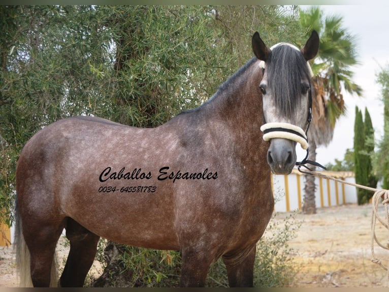 PRE Étalon 3 Ans 160 cm Gris pommelé in Vejer de la Frontera